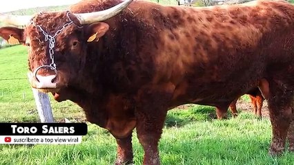 10 Razas de Toros Únicas En El Mundo