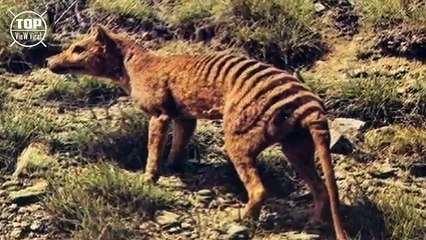 10 Animales Extintos Que El Hombre Juega A Ser Dios Volviéndolos A La Vida