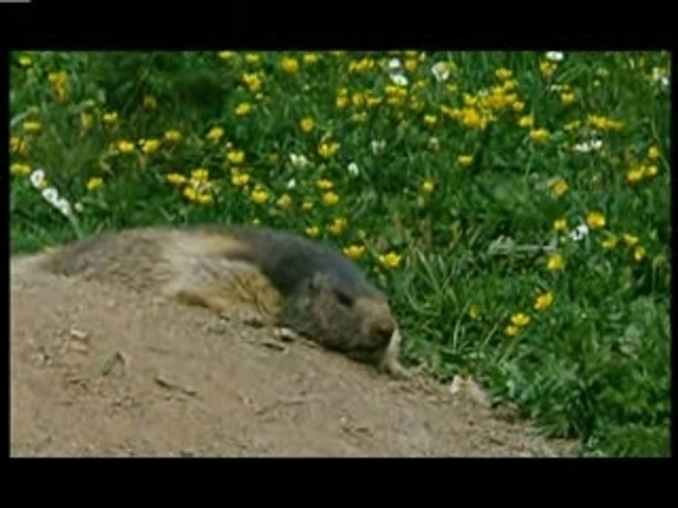 Les marmottes du grand rocher