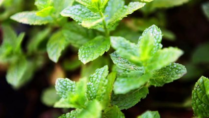 Riechen - Im Sinne von Audi (Teil 2-3)