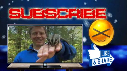 Wild Kratts - Tazzy Chris