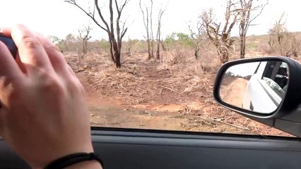 'Angry' hippo attacks car in South Africa