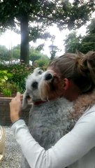 Dog passes out from overwhelming joy