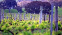 Climate change battle heats up for Australighfghgfan winemakers