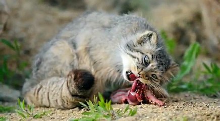 Pria ini Temukan Kucing Liar, Dikira Kucing Biasa.. Namun Ketika Besar Ternyata Kucing ini Makan...