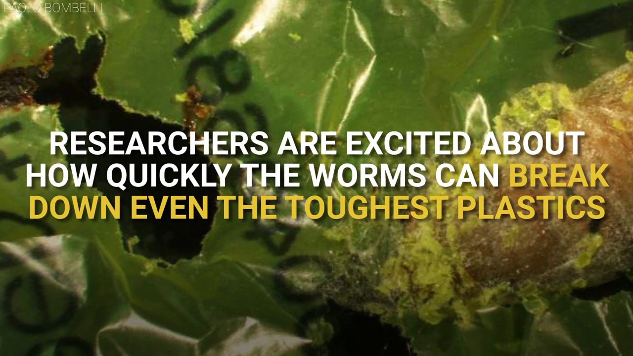 Worm Could Solve (Plastic Waste)