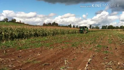 Corn harvest with tractor