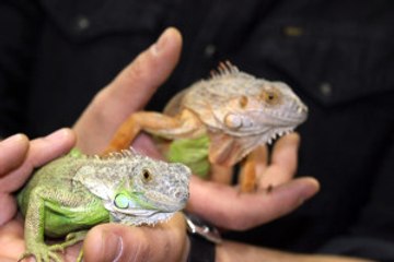 Iguanalar Çocukların Ilgi Odağı Oldu