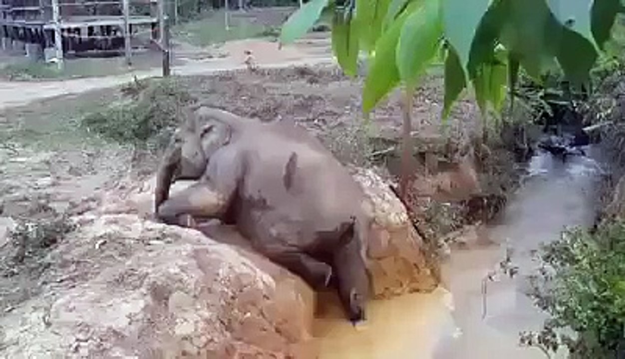 Baby elephant Lia helped by her aunt Kery