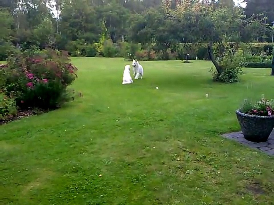 White german shepherd dog playing in the yard