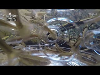 1급수에 사는 버들치를 무더기로 잡다! [자연愛산다] 4회 20170502