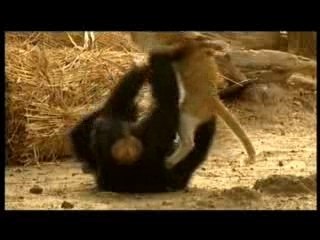 20 ans avec les chimpanzés