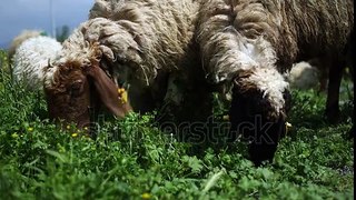 A herd of goats and sheep grazing together grass on the hill in the flower meadow,close up, low angle view, daylight