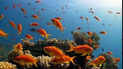 colorful fish on coral reef  Red sea