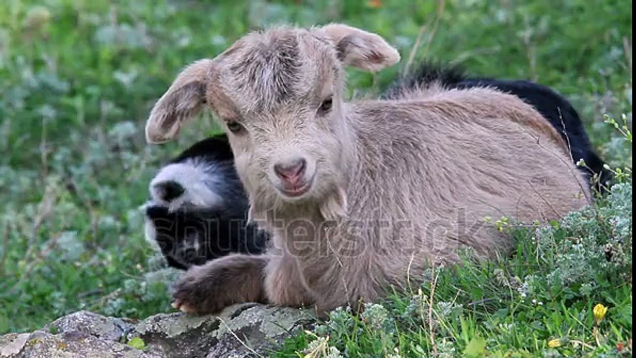 Two baby goats relaxing in the green grass