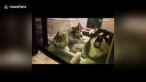 Malamute dad pulls brilliant facial expression after a long day 'babysitting' the puppies