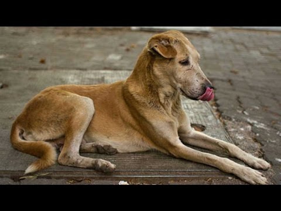 Dog owners to pay fees to Municipal Council in Kerala