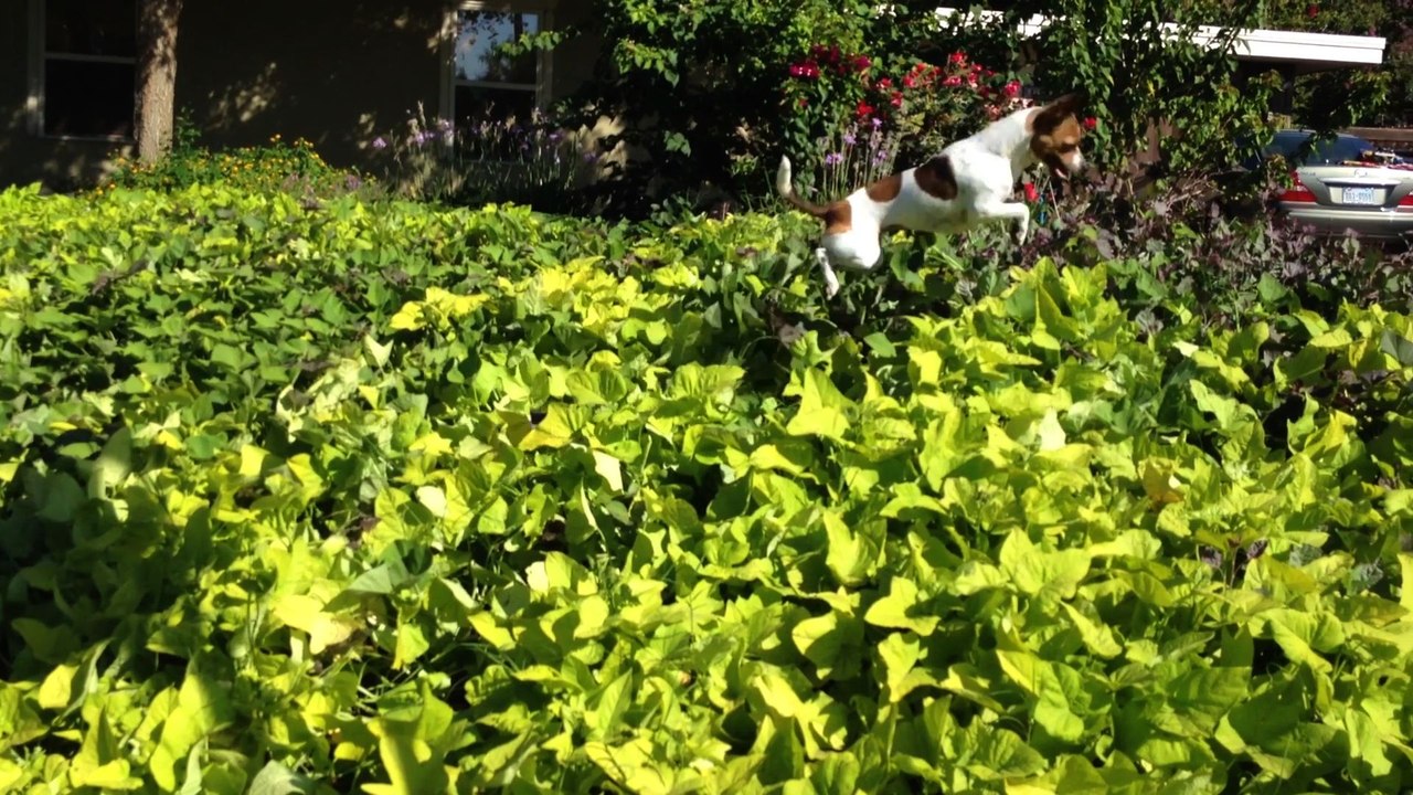 Dog Bounces Around A Field