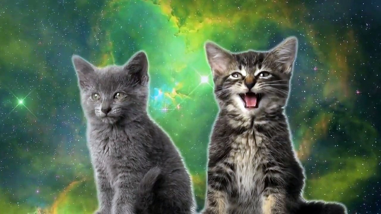 Miaou