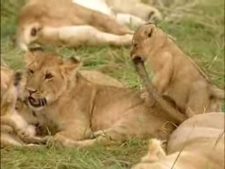 Le gardien des lions