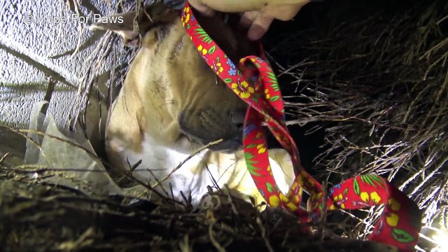 Cette chienne donne naissance à ses chiots sous la pluie