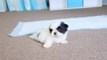 Cute Teacup Puppy Shih Tzu