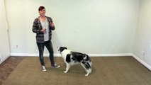 Cute easy and popular trick to train - dog clicker training-D