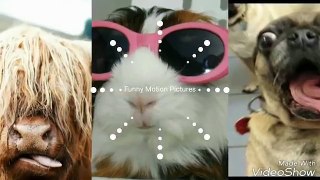 Funny Cat Fails Compilation  TRY NOT TO LAUGH OR GRIN  Funny Cat Compilation
