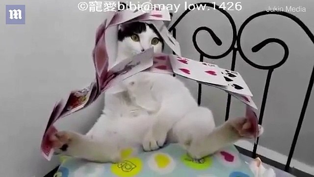 Gato chama atenção por suas habilidades mágicas