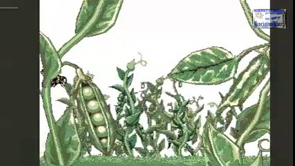 GENETICA DE MENDEL REPRESENTACION ANIMADA