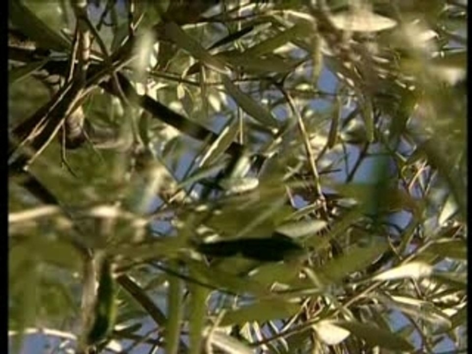 Entre Alpilles et Lubéron : première pression