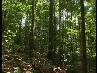 La Guyane : dans la forêt tambour battant