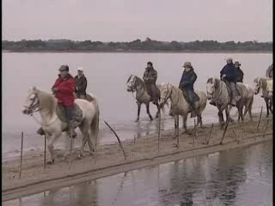 La Camargue : passionnément camargue
