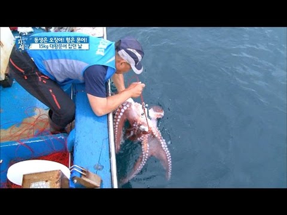 대박! 15kg 대왕문어가 잡혔다! [그들이 사는 세상] 4회 20160731