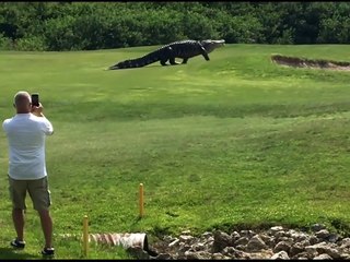 Giant Crocodile Encounter 🐊