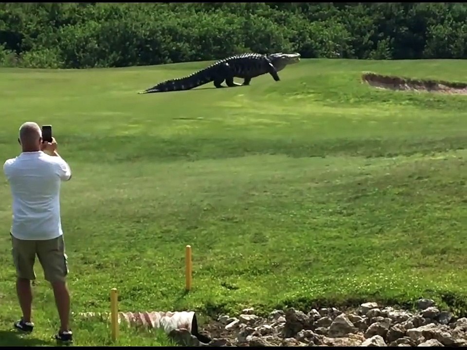 huge crocodile