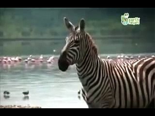 Ən Son Azəri Dublaj Muğam Super İnstaqram Prikolları 2017