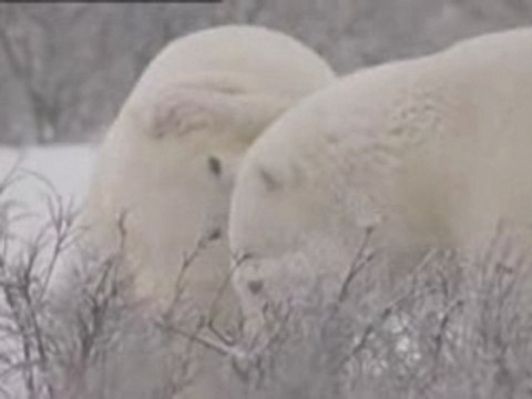 Ours polaires, avec ou sans glace ?