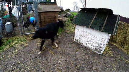 Una familia adopta como mascota a una pequeña cabra