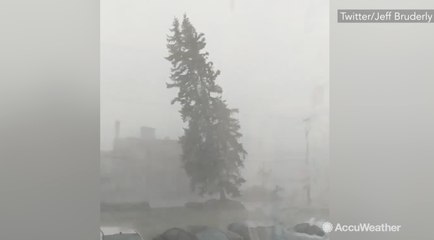 Massive tree collapses during Ohio storm, barely misses parked cars