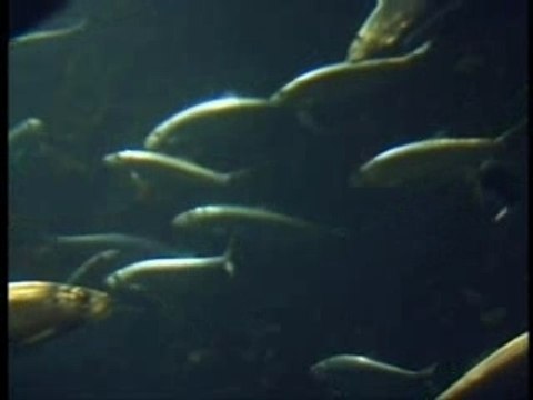 L'argent de la mer : le temps des moissons