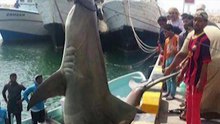 MONSTER HAMMERHEAD SHARK CAUGHT IN OMAN