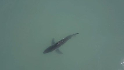 Télécharger la video: Great White Shark Spotted in Dana Point, California