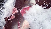 GREAT WHITE SHARK BITES SHARK IN HALF