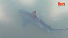 9ft Bull Shark Spotted In Florida 'Backyard'