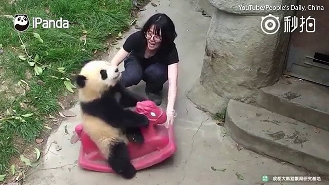 The baby panda that loves a rocking horse Cute cub can't get enough of her new toy