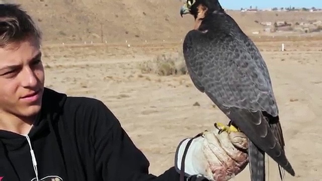 Falcon Caches Dark Gadwall