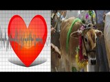 Cow's heart saved an 81 year old patient in Chennai
