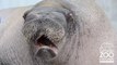 E.T. the Walrus pract vocalizations at Point Defiance