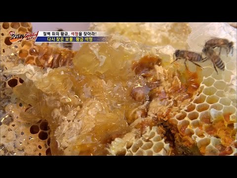 드디어 절벽에서 만난 황금 석청! [뉴 코리아 헌터] 8회 20160727